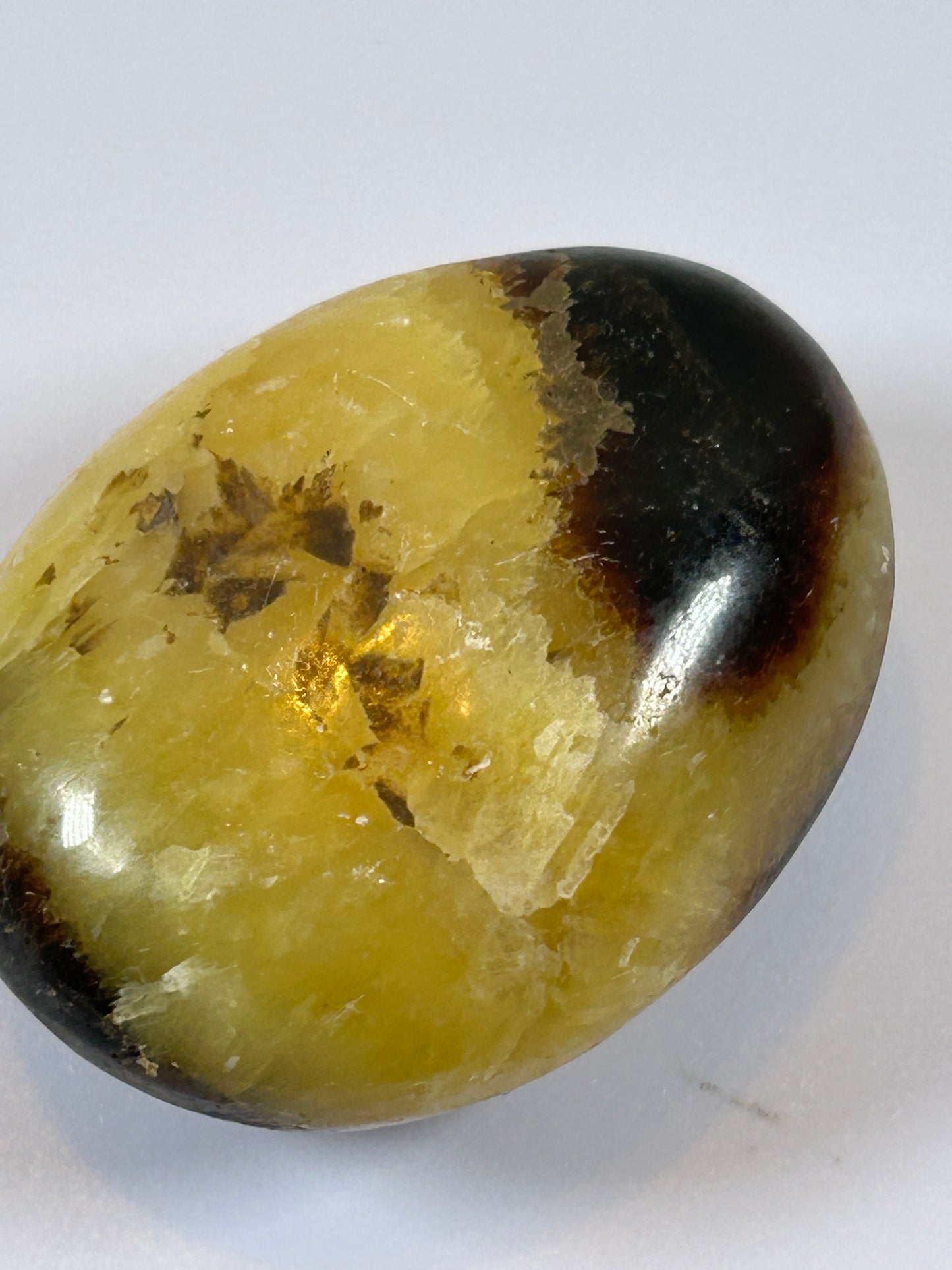 (#89) - SEPTARIAN PALM STONE POLISHED - NEW