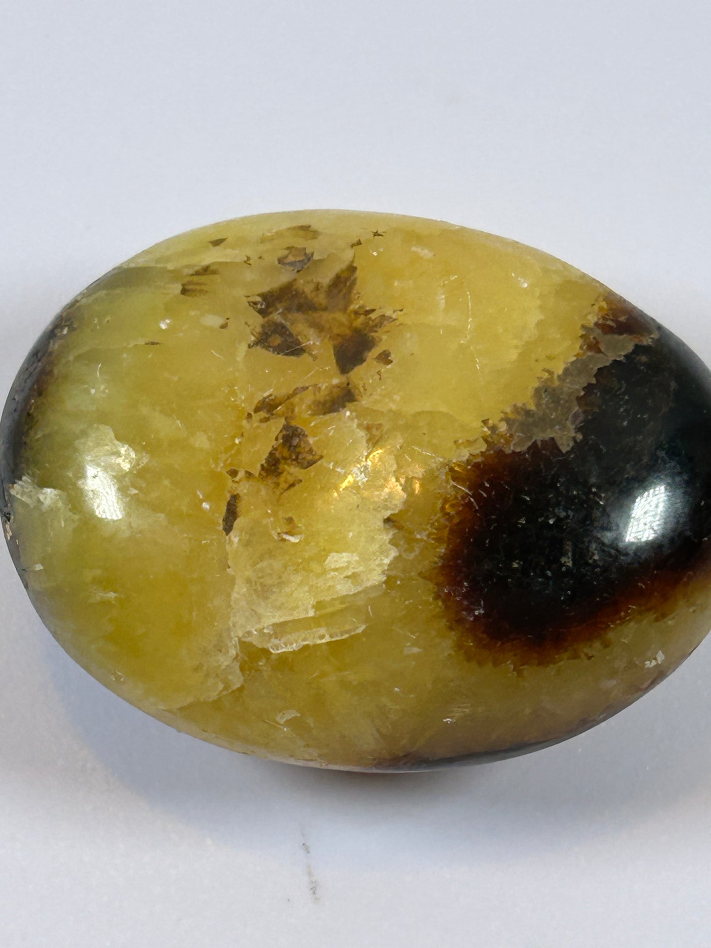 (#89) - SEPTARIAN PALM STONE POLISHED - NEW